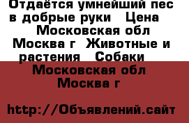 Отдаётся умнейший пес в добрые руки › Цена ­ 1 - Московская обл., Москва г. Животные и растения » Собаки   . Московская обл.,Москва г.